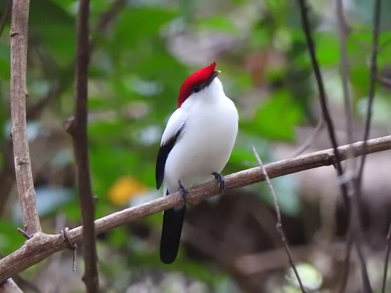 Soldadinho-do-araripe empoleirado em galho no meio da vegetação da Chapada do Araripe
