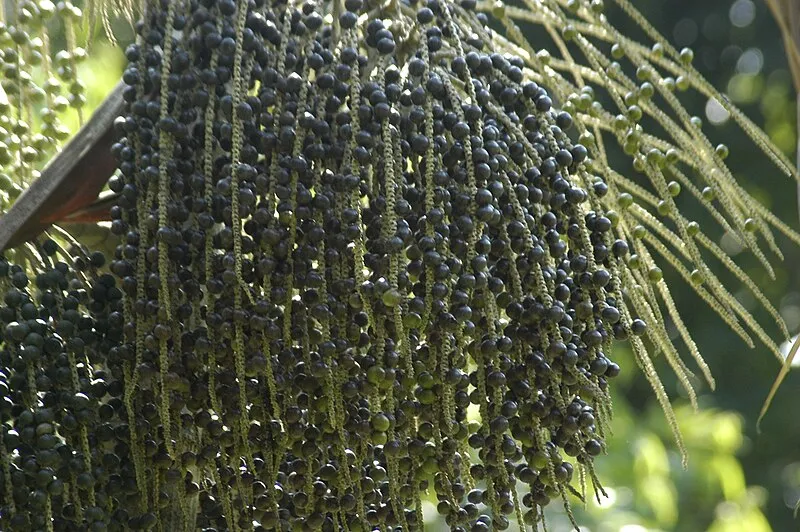 Detalhe dos frutos do açaizeiro pendendo em cachos em uma plantação no Pará