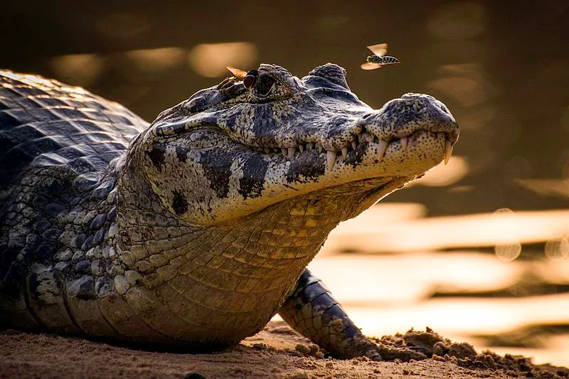 Jacaré-do-pantanal em close-up às margens de rio ao entardecer