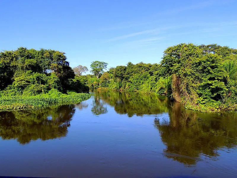 Vegetação ribeirinha e águas calmas no Pantanal Sul-Mato-Grossense