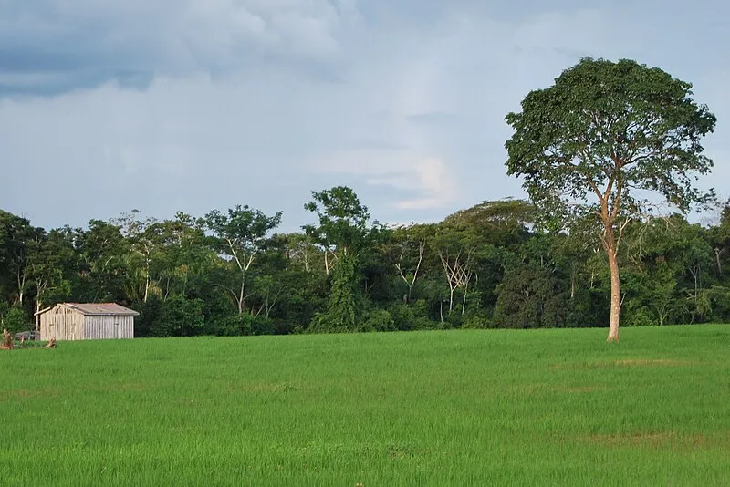 Plantação de arroz em Rondônia com vegetação e cabana de madeira