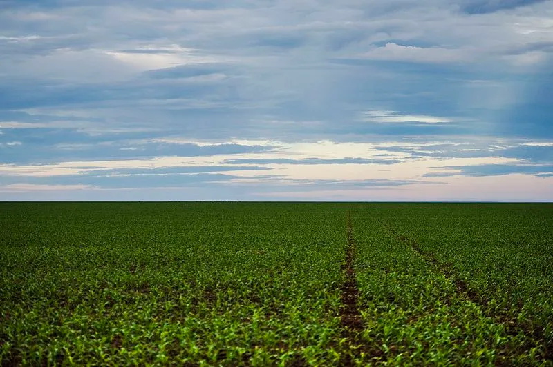 Plantação de soja em campo aberto no município de Brasnorte, Mato Grosso