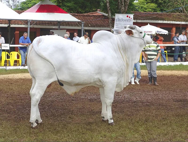 Touro da raça Nelore exposto em feira agropecuária no estado do Mato Grosso