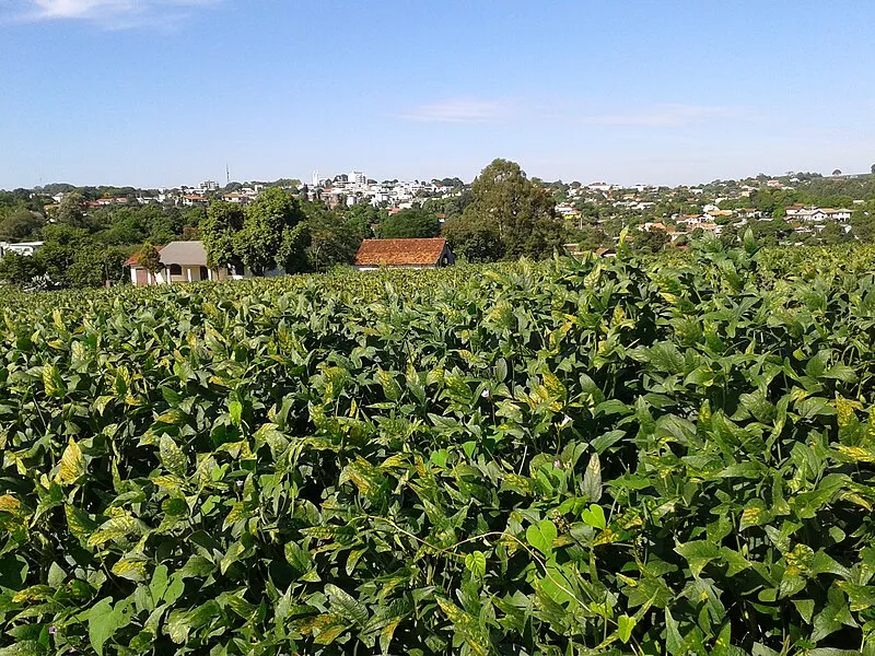 Plantação de soja em Crissiumal com a cidade ao fundo