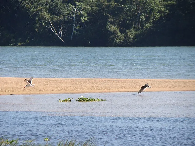 Aves voando sobre o rio com faixa de areia e mata ao fundo
