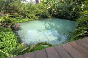 Fervedouro Bela Vista em São Félix do Tocantins com águas cristalinas cercadas por vegetação nativa