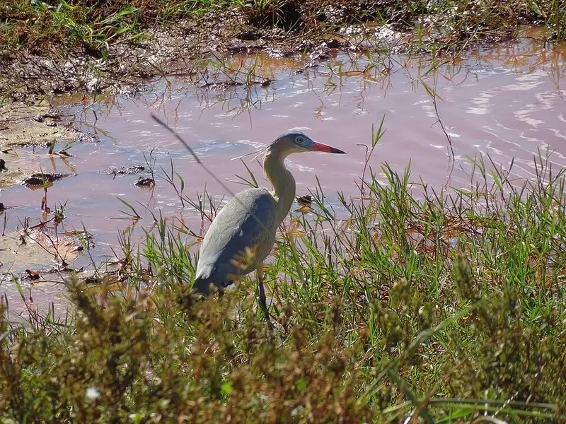Garça maria-faceira em Bonito MS às margens de lago natural