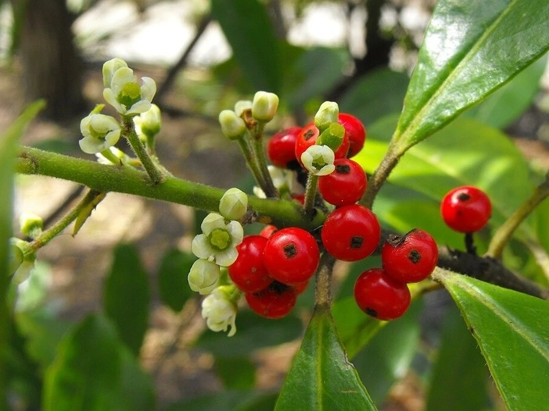 Ramos de erva-mate com frutos vermelhos e flores, planta nativa da região de Cascavel, no Paraná.