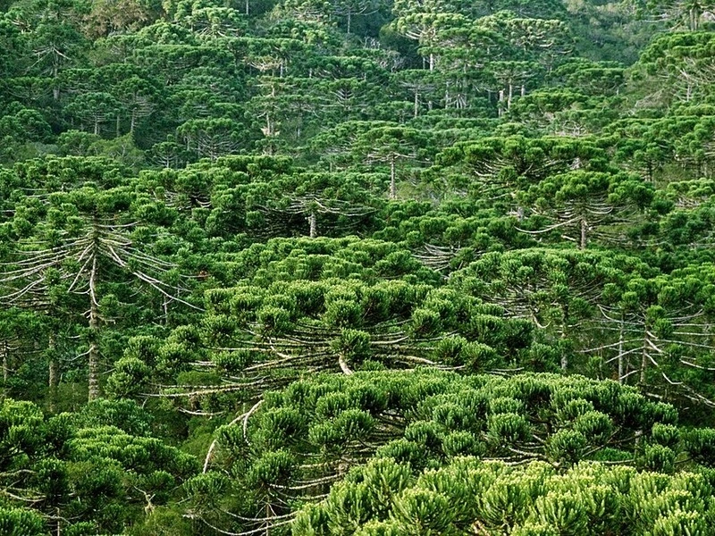 Floresta de araucárias na região de Cascavel, Paraná, com árvores nativas da Mata Atlântica do Sul do Brasil.